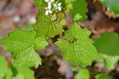 Alliaria petiolata