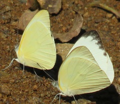Appias epaphia contracta