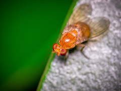 Neogriphoneura sordida