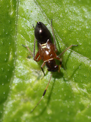 Teleorhinus