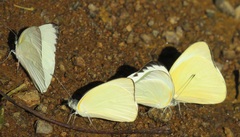 Appias epaphia contracta