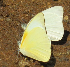 Appias epaphia contracta