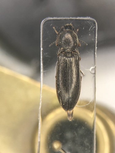 Mendax Click Beetle