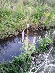 Lupinus splendens