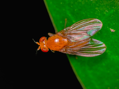 Neogriphoneura sordida