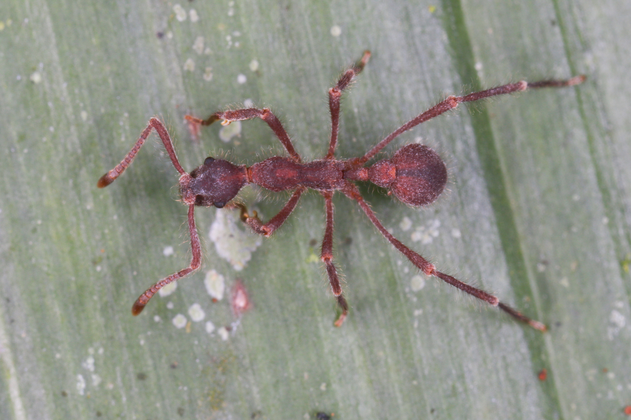Apterostigma robustum
