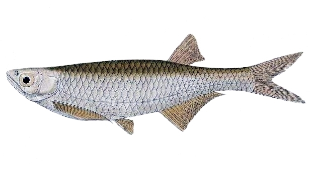 Lake Turkana sardine