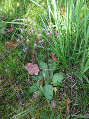 Dodecatheon