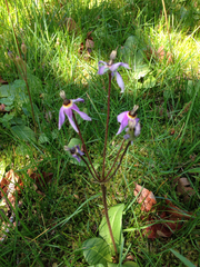 Dodecatheon