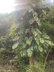 Monstera adansonii