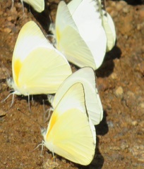 Appias epaphia contracta