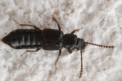 Coprophilus striatulus