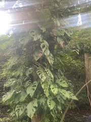Monstera adansonii
