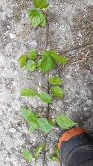 Acer davidii grosseri