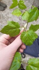 Acer davidii grosseri