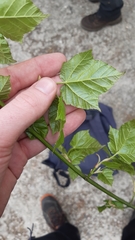 Acer davidii grosseri