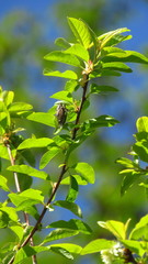 Platypediini