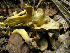 Craterellus melanoxeros