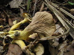 Craterellus melanoxeros