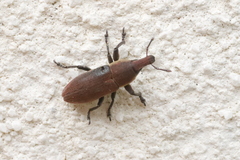 Lixus angustus