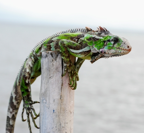 Iguana
