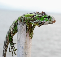 Iguana iguana