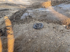 Bothrops mattogrossensis