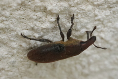 Lixus angustus