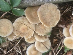 Agaricales