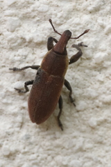 Lixus angustus