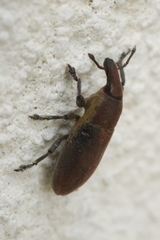 Lixus angustus