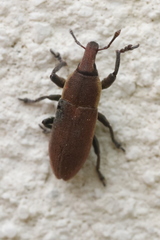 Lixus angustus