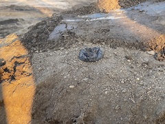 Bothrops mattogrossensis