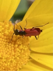 Malachius coccineus