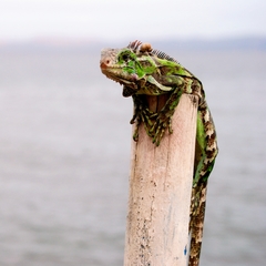 Iguana iguana