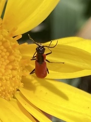 Malachius coccineus