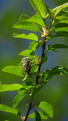 Platypediini