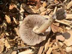 Agaricales