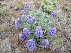 Lupinus saxosus