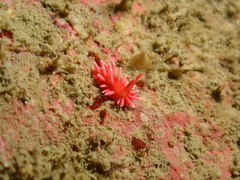 Okenia hiroi