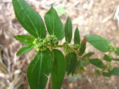 Euphorbia hirta