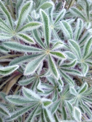 Lupinus saxosus
