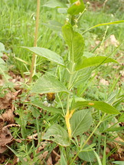 Melampsora rostrupii