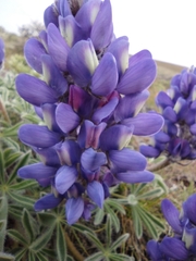 Lupinus saxosus