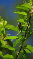 Platypediini