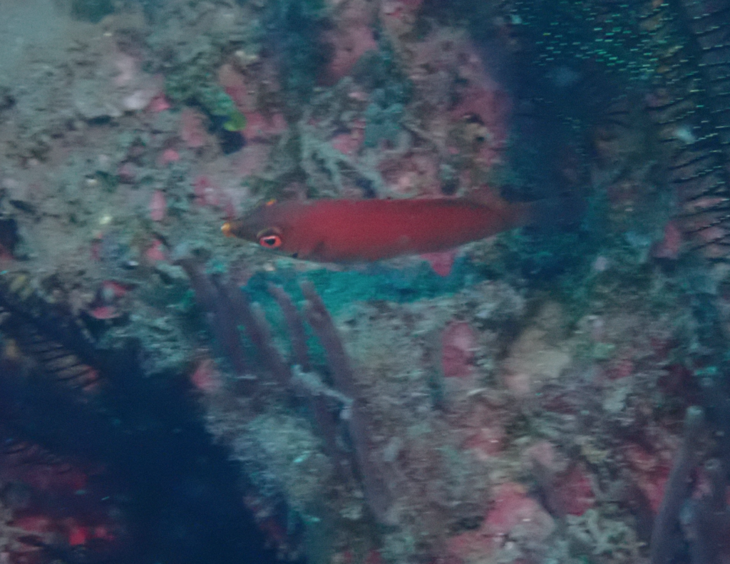 Disappearing wrasse