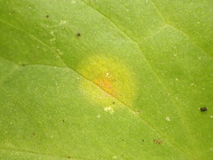 Puccinia sessilis