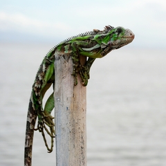 Iguana iguana