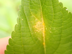 Melampsora rostrupii