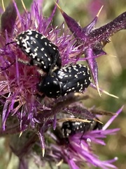 Oxythyrea noemi